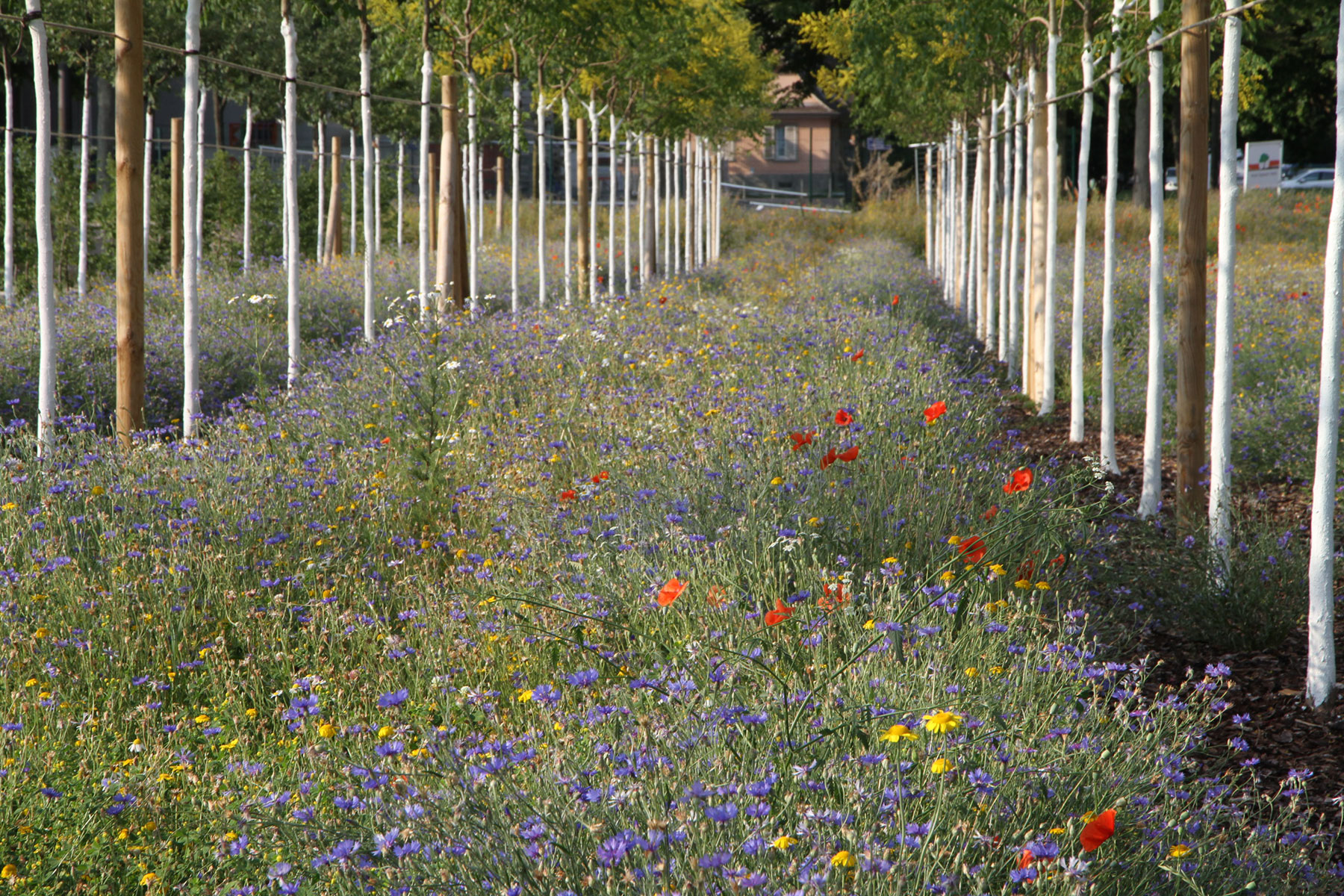 06_acte2paysage_strasbourg_archipel