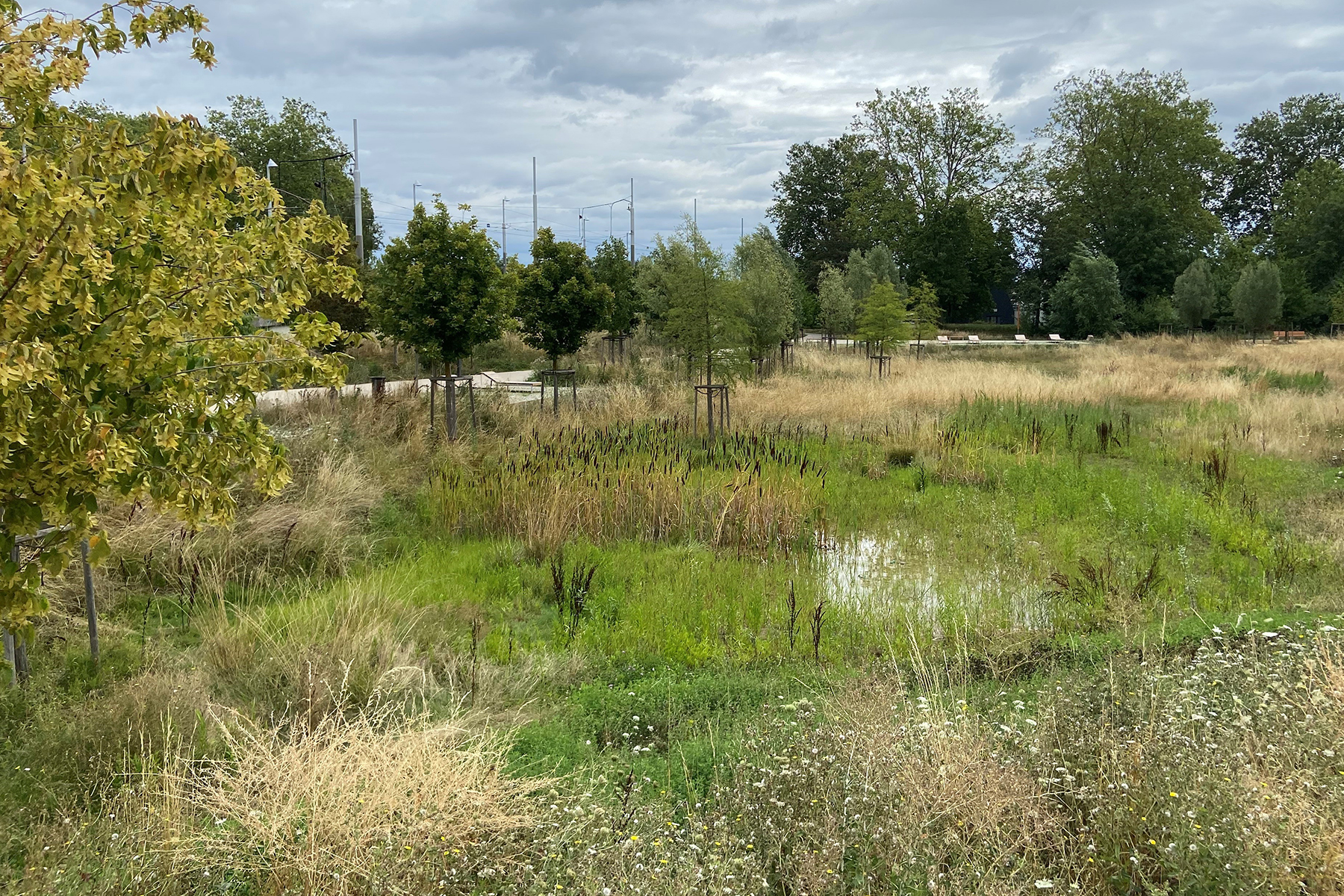 01_acte2paysage_illkirch-graffenstaden_prairies du canal